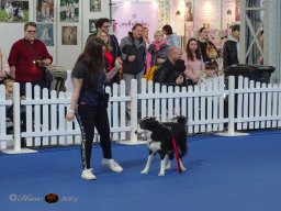 Haustiermesse am 1.03.2026